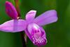 800px-Hyacinth_Orchids_Bletilla_Striata_シラン_(256875727)