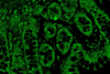 Low-Res_serotonin-receptors-gut-texas-biomed