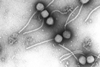 Gamma_phage