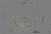 Low-Res_microalgas
