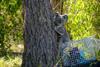 Low-Res_sci-koala-retrovirus-1080-credit CurrumbinWildlifeHospital