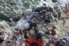 coral