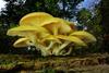 960px-Pleurotus_citrinopileatus_Singer_795910