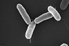 Salmonella_typhimurium (1)