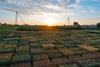 Dawn_in_the_field_near_Zurich