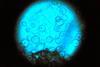 Aspergillus_nidulans_(15490521828)