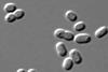 Synechococcus_PCC_7002_DIC