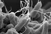 E-coli_(Escherichia_coli)