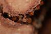 Odontotermes_obesus_Termites_Isoptera_(1)_03