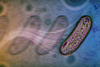 Low-Res_bacterial_swashing