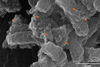 Low-Res_Nanoplastics on bacteria