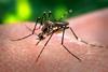 Aedes_aegypti_CDC-Gathany