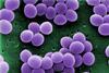 Staphylococcus_aureus_VISA_2