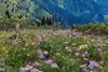 spring alpines blooming in the mountains