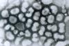 Influenza_A_-_late_passage