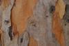 Eucalyptus_propinqua_bark,_7th_Brigade_Park,_Chermside_IMGP0145