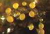 Myxococcus_xanthus