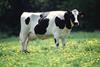 Cow_female_black_white
