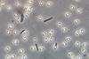 Low-Res_Endospore Bacillus (CCA-SA 3.0 Geoman3)