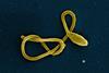 Ebola_Virus_Particle_(16436410472)