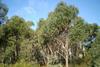 Eucalyptus_olida_woodland1