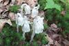 Monotropa_uniflora_Summer_2013