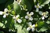 Houttuynia-cordata-1
