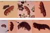 Low-Res_Tardigrades_Before_After