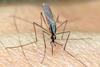 mosquito-5549463_1280