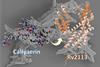 Low-Res_CellChemBiol_final 2 -red