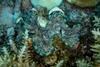 Giant clams