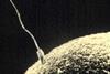 Sperm-egg