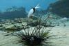 Low-Res_3. Fish feeding on a dying urchin in the Mediterranean Sea.jpg