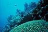 Coral_Reef