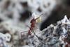 Lemom leafcutter ants