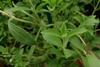 Sweet_Leaf_(Stevia)_2