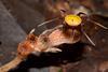 Low-Res_Thismia malayana_photo by Siti-Munirah MY_frim