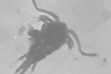 Zooplankton-utep