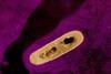 Listeria_Bacterium_01 (1)