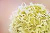 Low-Res_T-Cell_NIH