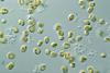 CSIRO_ScienceImage_7604_Microalgae