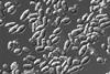 Microscopic_image_of_yeasts.tif