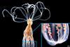 Low-Res_polyp