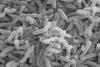 Cholera_bacteria_SEM (2)