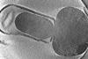 listeria_dormance