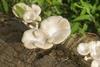 Lentinus_squarrosulus_7870