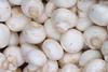 Agaricus_bisporus_Zuchtchampignon2