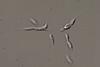 Protist_labyrinthula_1000_Maple_Ferryman