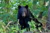 McKenney-black-bear-HEADER-credit-Peregrine-Photography