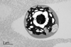 Veac102fS2Bbtm-TEM_of_Chlamydomonas_reinhardtii_CC-3268_cells